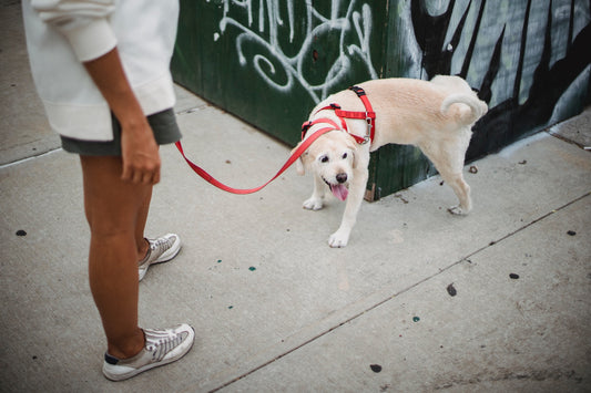 Dog potty training. Ball and Bone training tips blog post. 